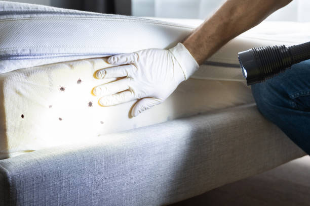 Flea Control Services in Maryville, TN