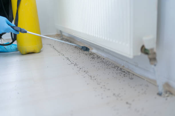 Best Termite Control Services  in Maryville, TN